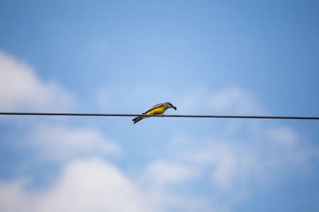 A yellow and gray bird stands perched on a electrical wire holding a bee or other insect in its mouth. Blue sky and soft clouds in background. Captured in Guatemala.の写真素材