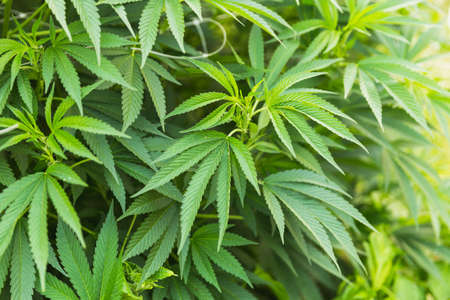 Details of cannabis or hemp plant leaves at a cannabis farm. Marijuana leaves, cannabis plants, pot, weed. Medical cannabis or hemp.の写真素材