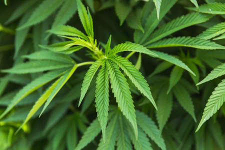 Details of cannabis or hemp plant leaves at a cannabis farm. Marijuana leaves, cannabis plants, pot, weed. Medical cannabis or hemp.の写真素材
