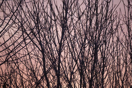 Tree branches with no leaves in front of gray-orange sky on a winter or fall day.の写真素材