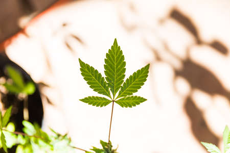 Green Cannabis Leaf, Marijuana Leaf Shape, Pot Leaf.

Close up of leaf from a cannabis or hemp plant.の写真素材