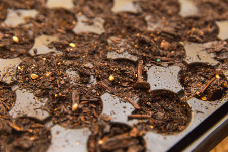 Dark, wet soil and seeds in a plastic gardening starter tray. Tray is used to help start growing new plants, which are usually moved to a larger container afterwards.の写真素材