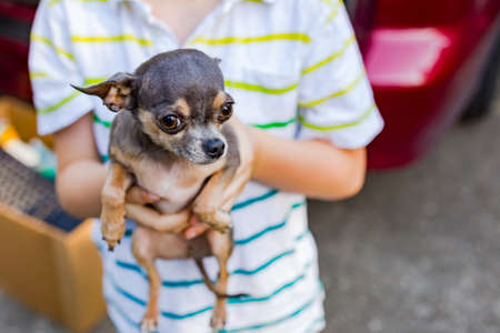 Shy chihuahua puppy in young boy's hands. Gray and tan teacup (miniature) chihuahua is held by a young child.の写真素材