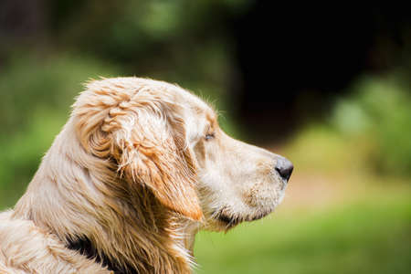 Adult retriever dog or labrador retriever looking forward. Side profile view of a labrador retriever dog.の写真素材