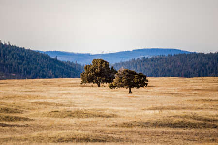 Two trees stand in a vast, golden field with rolling hills in background.の写真素材