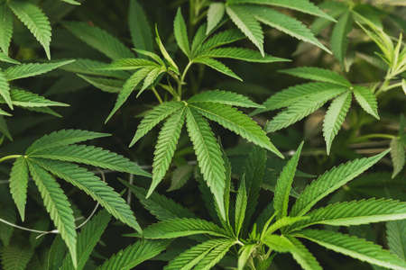 Details of cannabis or hemp plant leaves at a cannabis farm. Marijuana leaves, cannabis plants, pot, weed. Medical cannabis or hemp.の写真素材