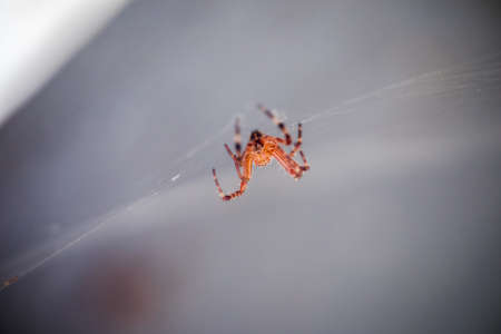 An orb weaver spider waits in its web.の写真素材