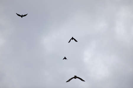 Black silhouettes of birds flying against a cloudy sky in fall.の写真素材