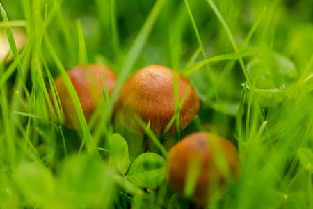 Small brown mushrooms growing in green grass. Macro close-up details of fungus species in Oregon, USA.の写真素材