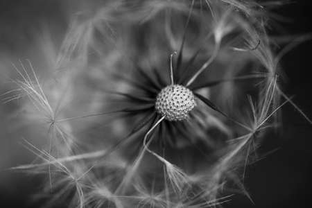 Close-up details of a mature dandelion and seedlings.の写真素材