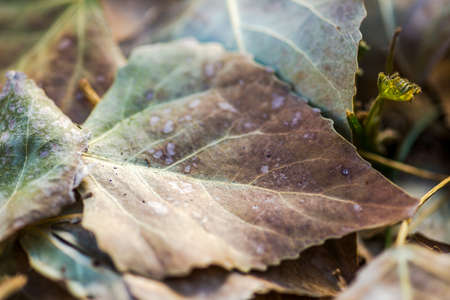 Close-up detail of fallen leaves on the ground. Leaves are from deciduous trees and include red, orange, yellow, and green colors.の写真素材