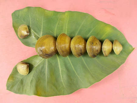clam