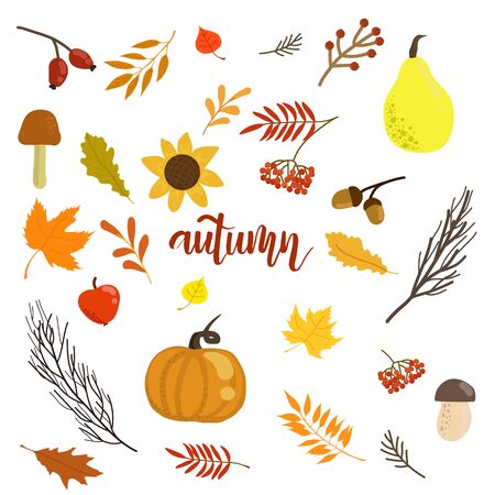 Thanksgiving Vector illustration. Set with pumkins, autumn leaves and berries isolated on white background. Elements for design greeting card, wedding invitation, bannerのイラスト素材