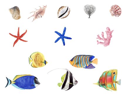 Hand Drawn watercolor tropical fish illustration set. Coral fish and sea shells isolated on white background. Element for design, poster, stiker, printの写真素材