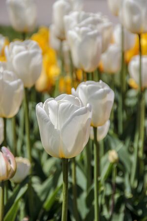 Closeup of white and yellow tulips flowers with green leaves in the park outdoor. Warm jovial spring day. Traditional dutch flower, tulip.の写真素材