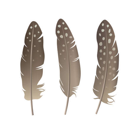 Bird feathers set isolated on white background. Quail, pheasant natural colors feathers collection. Easter Design element. Vector illustration in realistic styleのイラスト素材