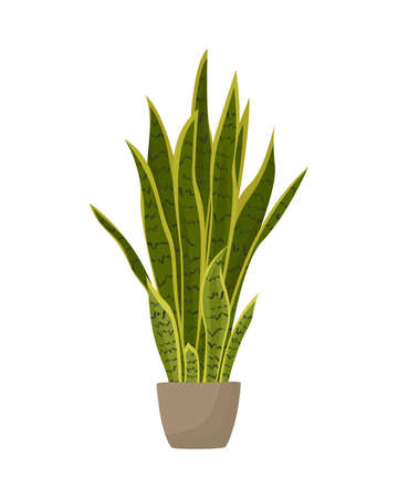 Snake plant in ceramic pot. Potted Sansevieria plant. Popular houseplant mother in law tongue. Dracaena trifasciata. Flat vector illustration isolated on white background.のイラスト素材