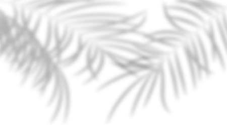 Shadow of the palm leaves on a white wall. Transparent overlay shadow effect from tropical plant leaf. Realistic soft light effect. Flat lay Vector illustration. Design for mockup, template backgroundのイラスト素材