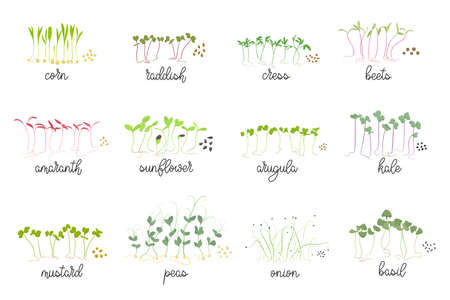 Set of seeds and sprouts of micro greens. Herbs - radishes, beets, cabbage, mustard, chard, sunflower, arugula, cress salad. Organic healthy food. Flat Vector illustration on white background.のイラスト素材