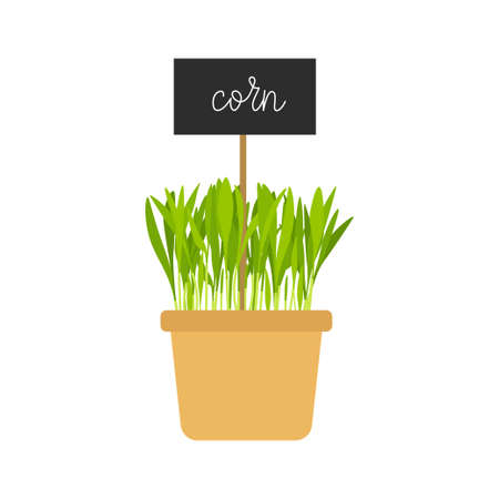 Hand drawn potted corn microgreens. Organic Healthy food. Corn Sprouts with green leaves isolated on white background. Edible plants for healthy nutrition. Vector illustration in flat cartoon style.のイラスト素材