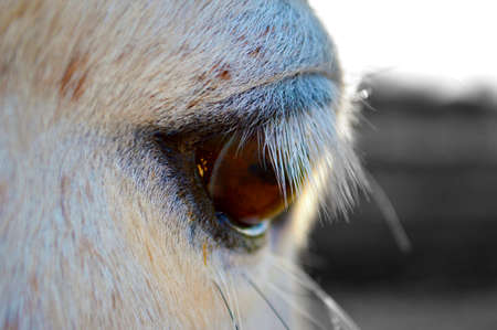 The eye portrait of the white horse.
