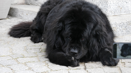 Big black dog being photographed with smartphone by hand holding it, outdoorの写真素材