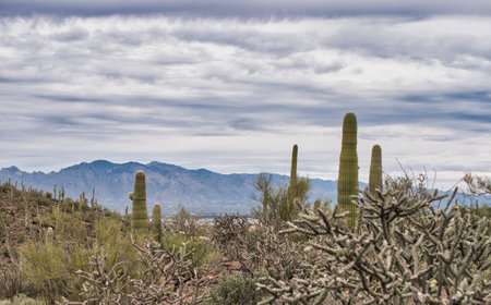 Photo of a majestic saguaro cactus standing tall in the desert landscapeの写真素材