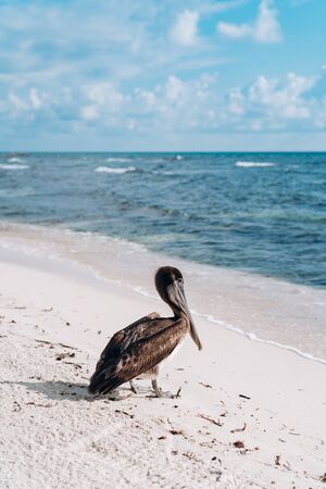 Pelican on the Caribbean in Mexicoの写真素材