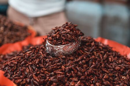 Red fried grasshoppers with chili peppers in Mexicoの写真素材