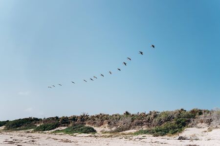 A flock of pelican birds flies over the sandy beach of the Caribbean in Mexicoの写真素材