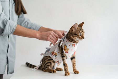 Bengal cat in a medical bandage on a dressing table in a veterinary clinicの写真素材