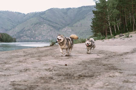 Two husky dogs run along the sandy bank of a mountain river in the background of mountainsの写真素材
