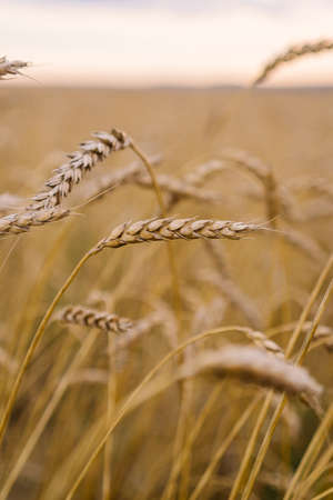 Ears of ripe wheat in a fieldの写真素材