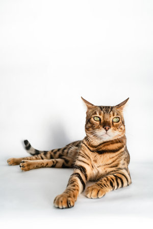 Ginger Bengal cat with green eyes sits on a white backgroundの写真素材