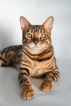 Ginger Bengal cat with green eyes sits on a white background