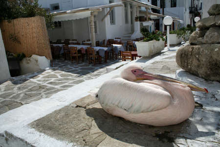 Greece, Cyclades islands, Mykonos, pelicanの写真素材