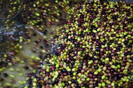 Greece, Peloponnese, Messinia, Kalamata, olive oil mill, extra virgin olive oil extraction, olive cleaning and washing process.の写真素材