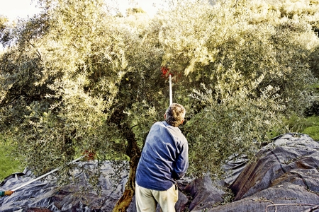 Harvesting Koroneiki olives in Kalamata, Messinia prefecture, Peloponnese region, Greece.の写真素材