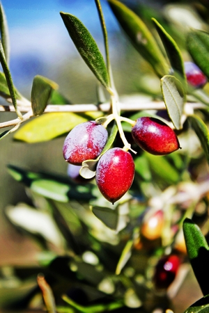 Koroneiki variety olives on olive tree in Kalamata, Messinia prefecture, Peloponnese region, Greece.の写真素材