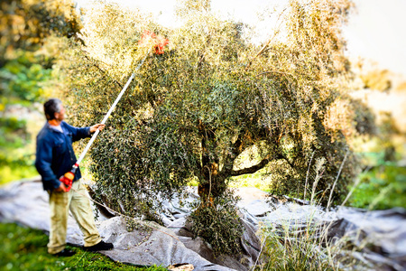 Selective focus on olive tree branches during olive harvesting in Kalamata, Greece.の写真素材