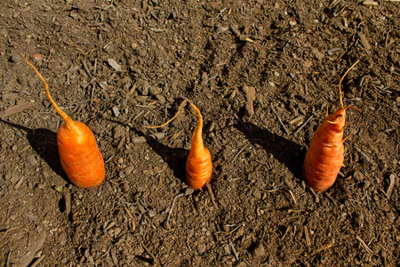 Carrots in soilの写真素材