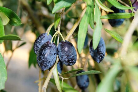 Greece, Attica, olives on olive tree branch.の写真素材