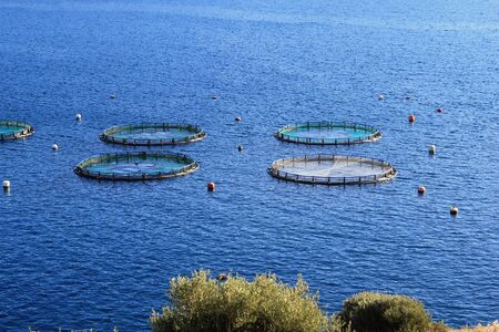Aquaculture settlement, fish farm with floating circle cages around bay of Attica in Greece.