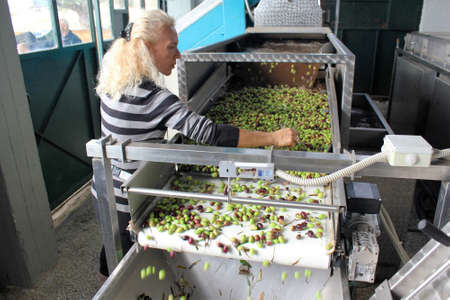 Greece, Attica, olive oil mill, extra virgin olive oil extraction, olive defoliation, cleaning and...