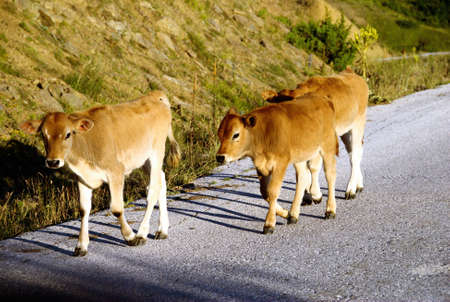 Young cows at Vradeto village, one of the 45 villages known as Zagoria or Zagorochoria in Epirus region of southwestern Greece.の写真素材