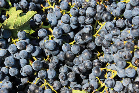 Grapes harvested in boxes in a factory in Attica, Greece.