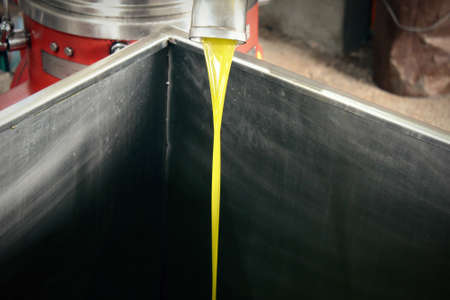 Extra virgin olive oil extraction process in olive oil mill located in the outskirts of Athens in...