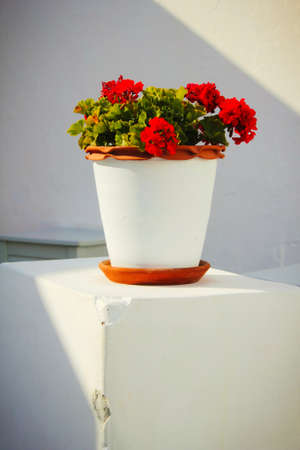Flowerpot with geraniums on a white terrace in Greeceの写真素材