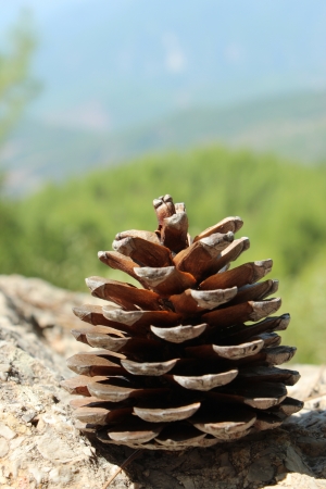 Green natural cone in the forestの写真素材