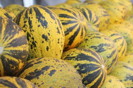 Yellow and green melons at the market stand from Turkeyの写真素材